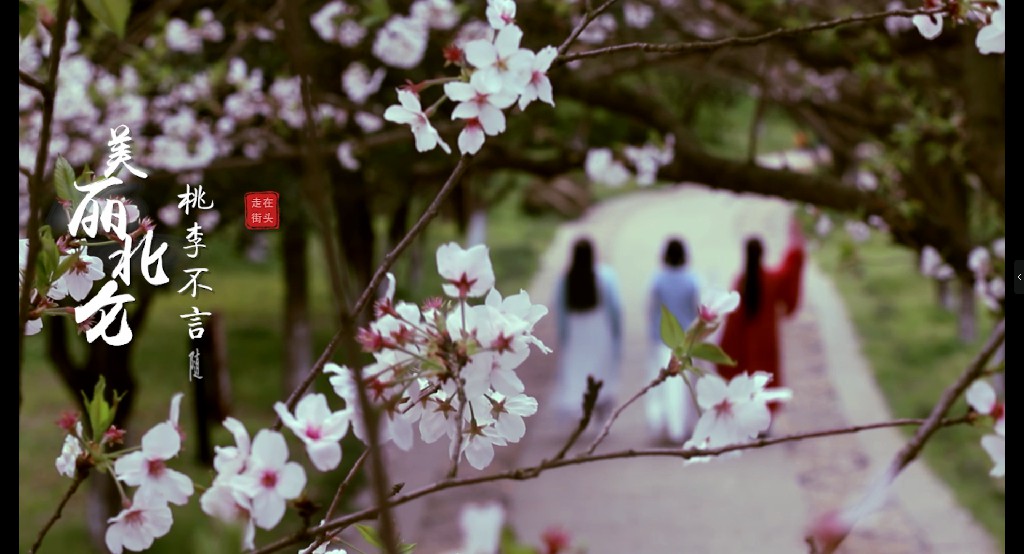 春 | 樱花——《走在街头》摄制组